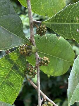 Image de Clarisia ilicifolia (Spreng.) Lanj. & Rossb.