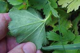 Image of Alchemilla semilunaris Alechin