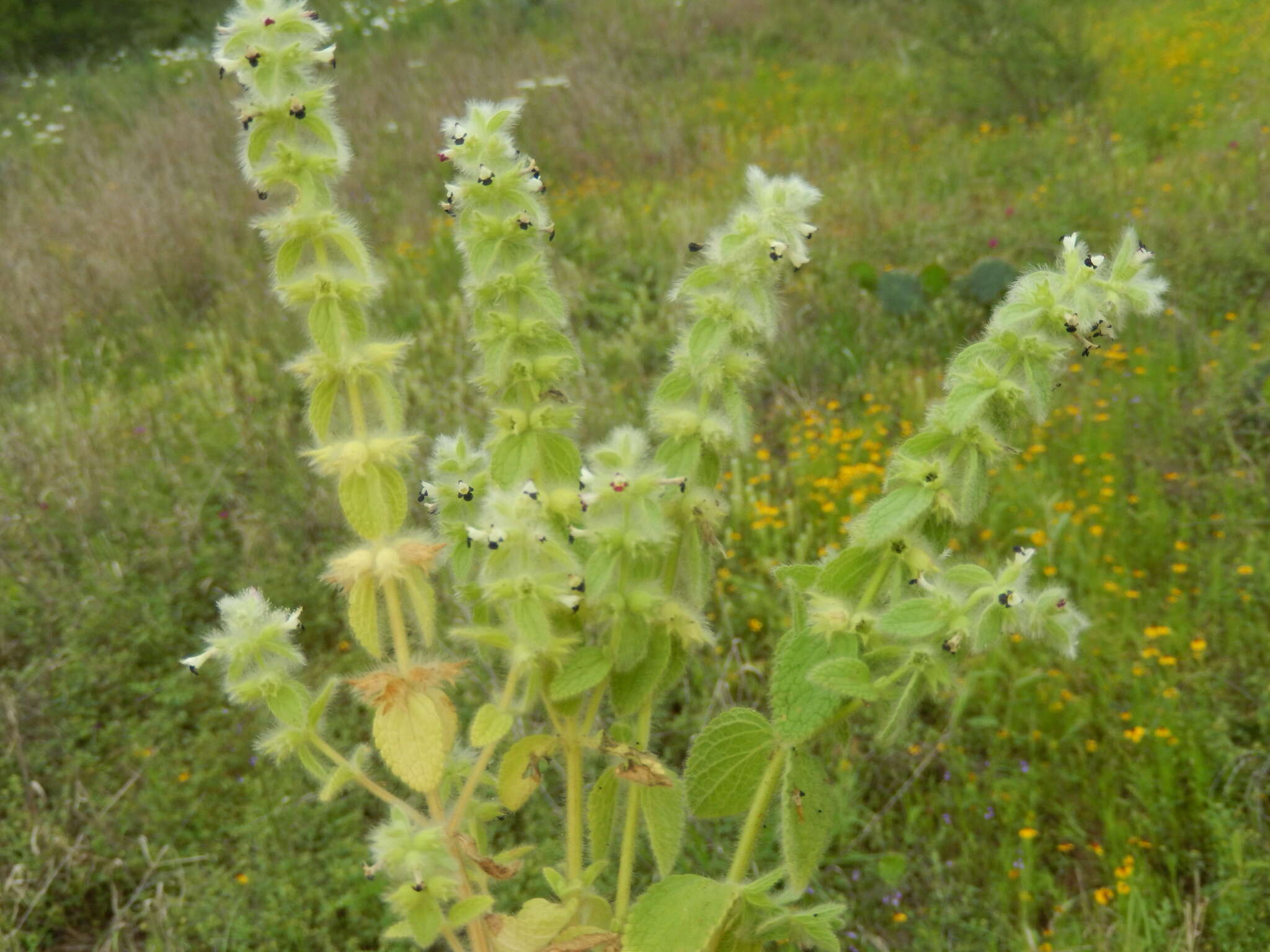 Слика од Sideritis lanata L.