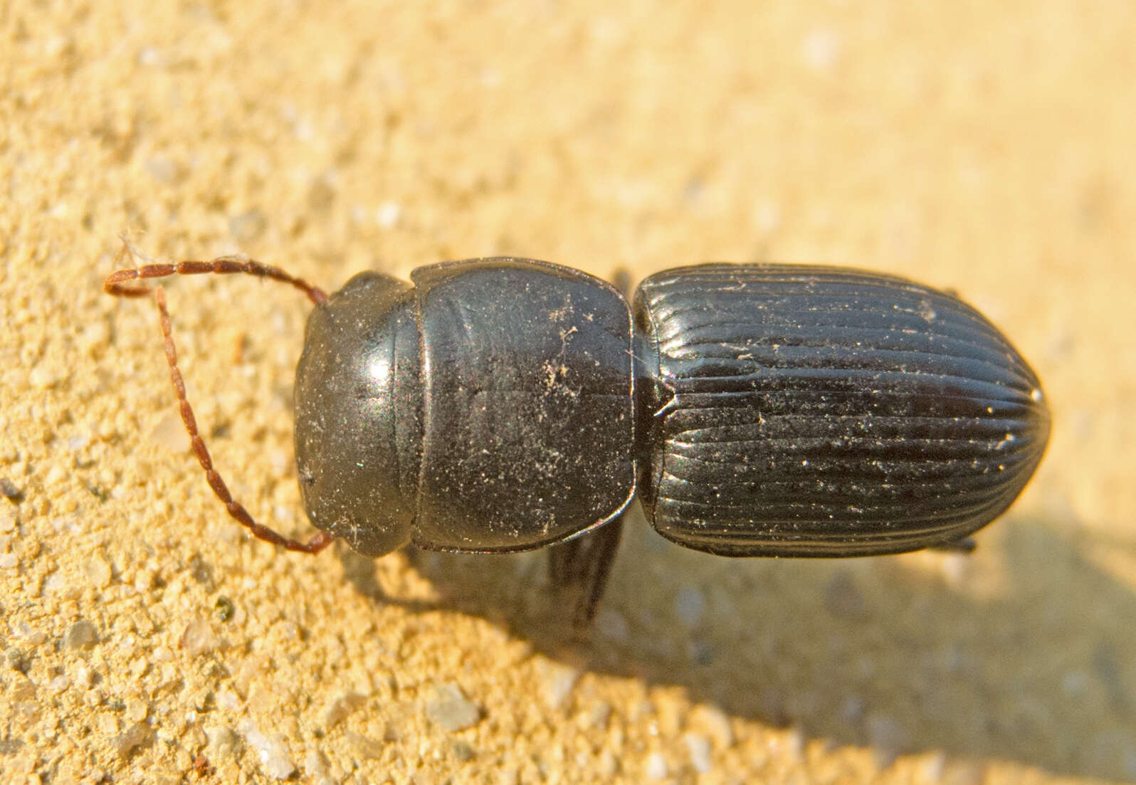 Image of Acinopus (Oedematicus) megacephalus (P. Rossi 1794)