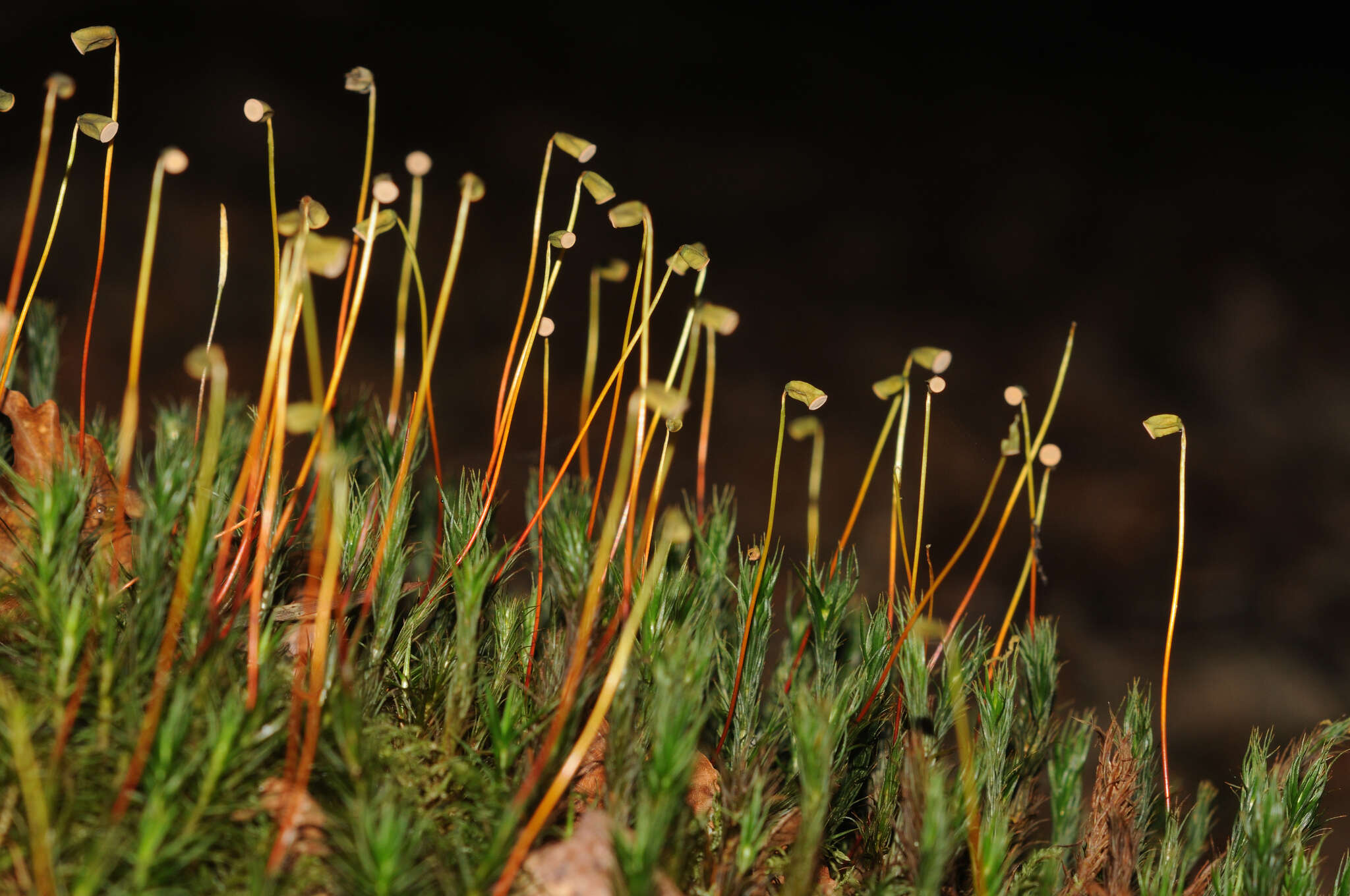 Слика од <i>Polytrichum formosum</i>