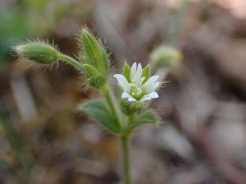 صورة Cerastium brachypetalum subsp. brachypetalum