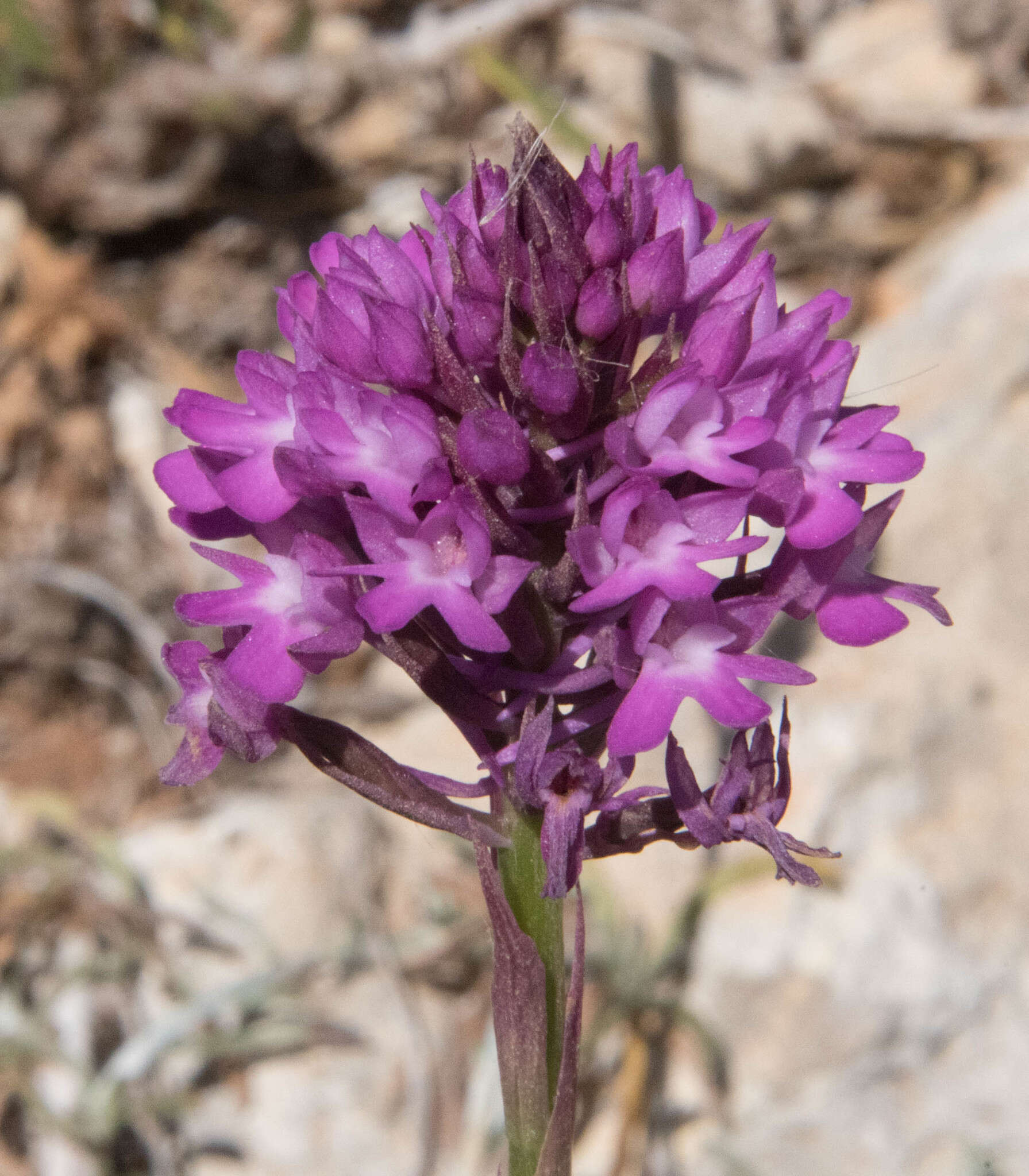 Image of Anacamptis pyramidalis var. pyramidalis