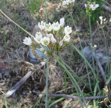 Image of Onion weed