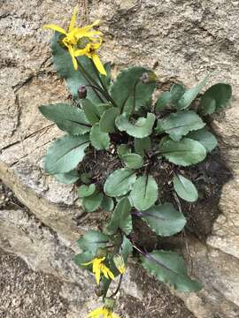 Image of Showy Alpine Ragwort