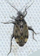 Image of Deraeocoris annulipes (Herrich-Schaeffer 1842)