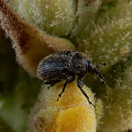 Image of Weevil