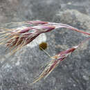 Plancia ëd Chionochloa ovata (Buchanan) Zotov