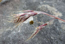 Image of Chionochloa ovata (Buchanan) Zotov