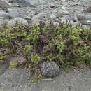 Sivun Heliotropium pycnophyllum Phil. kuva