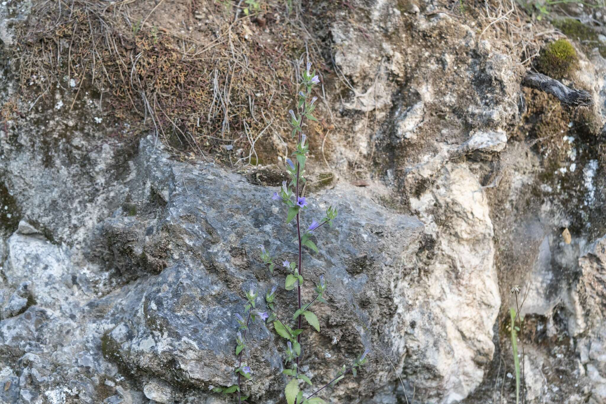 Image de Campanula hagielia Boiss.