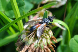 Image of Cylindromyia brassicaria (Fabricius 1775)