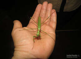 Image of Coptopteryx argentina Burmeister 1864