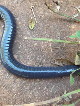 Image of Ringed Caecilians