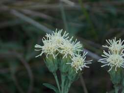 Image of false boneset