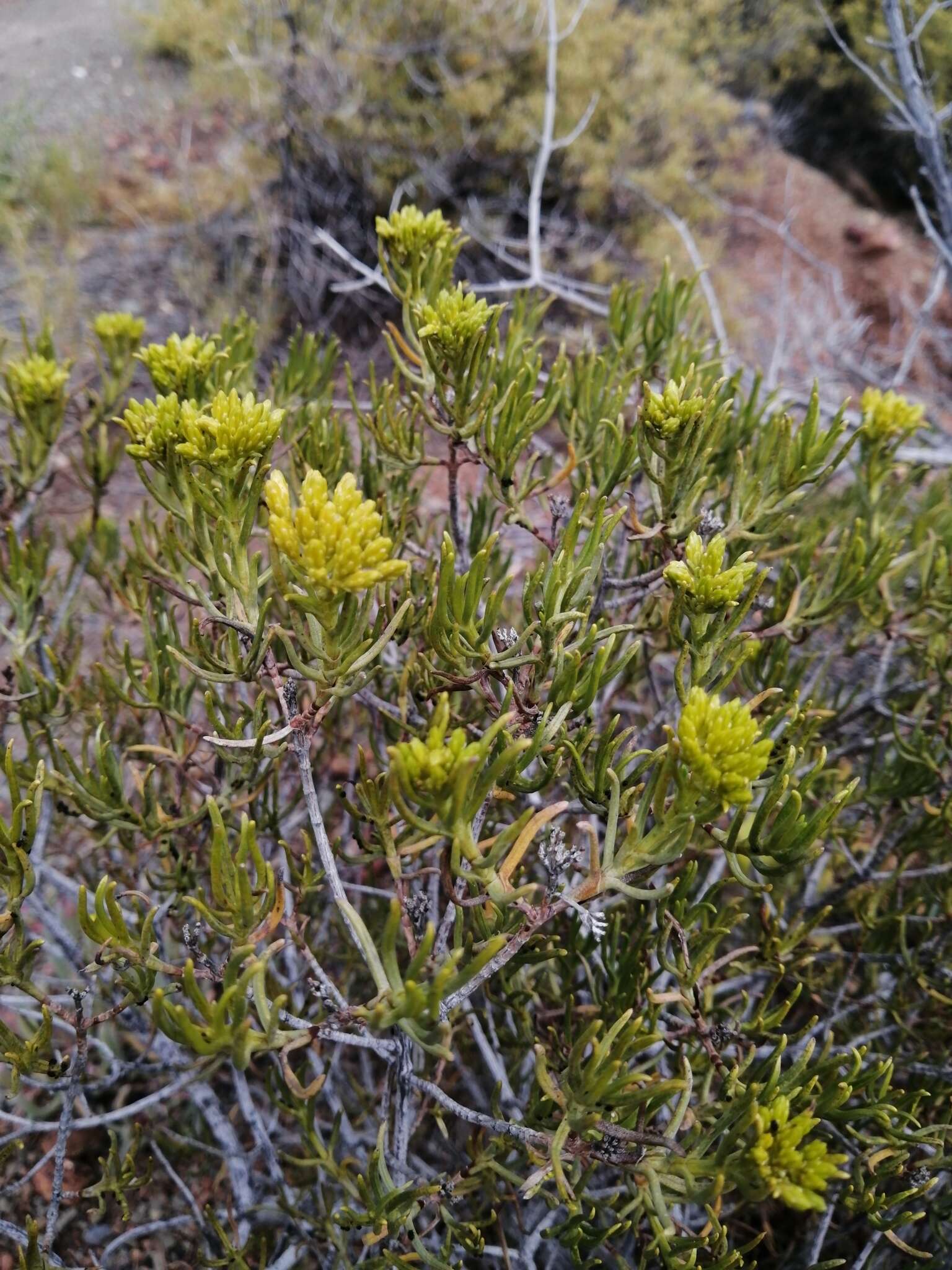 Image of Pteronia paniculata Thunb.