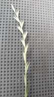 Image of Wimmera ryegrass