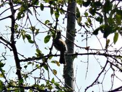 Image of Yellow-bellied Elaenia