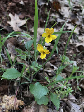 Image of Goosefoot Violet