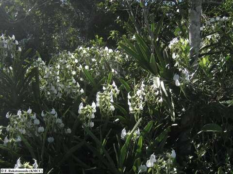 Sivun Angraecum eburneum subsp. xerophilum H. Perrier kuva