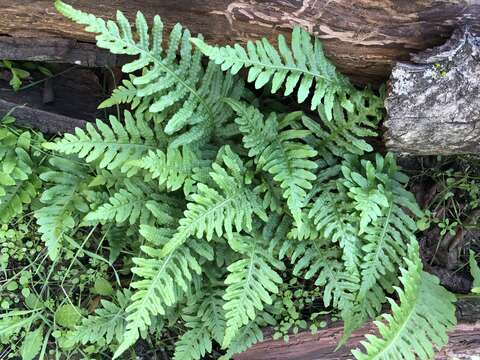 Polypodium calirhiza S. A. Whitmore & A. R. Smith的圖片