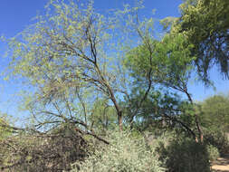 Image of velvet mesquite