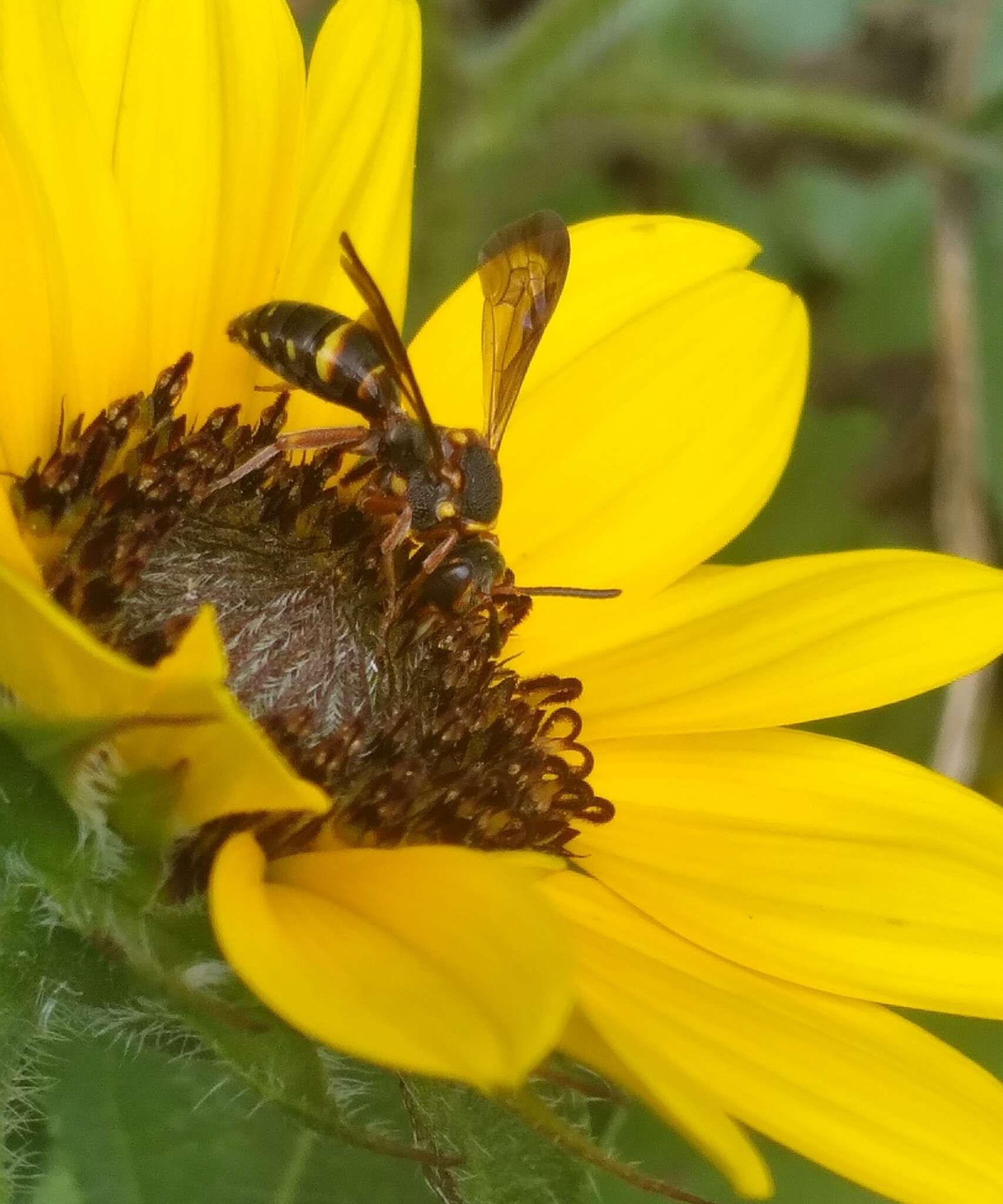 Image of Nomada fervida Smith 1854