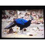 Image of Napoleon's Peacock-pheasant