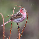 Image of Pink-tailed Bunting