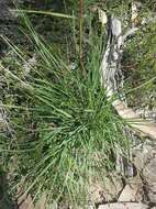 صورة Cymbopogon refractus (R. Br.) A. Camus