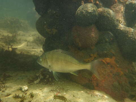 Image of Black Bream