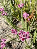 Imagem de Lachnospermum umbellatum (L. fil.) Pillans