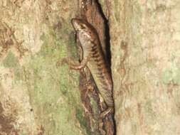 Image of Stout Barsided Skink