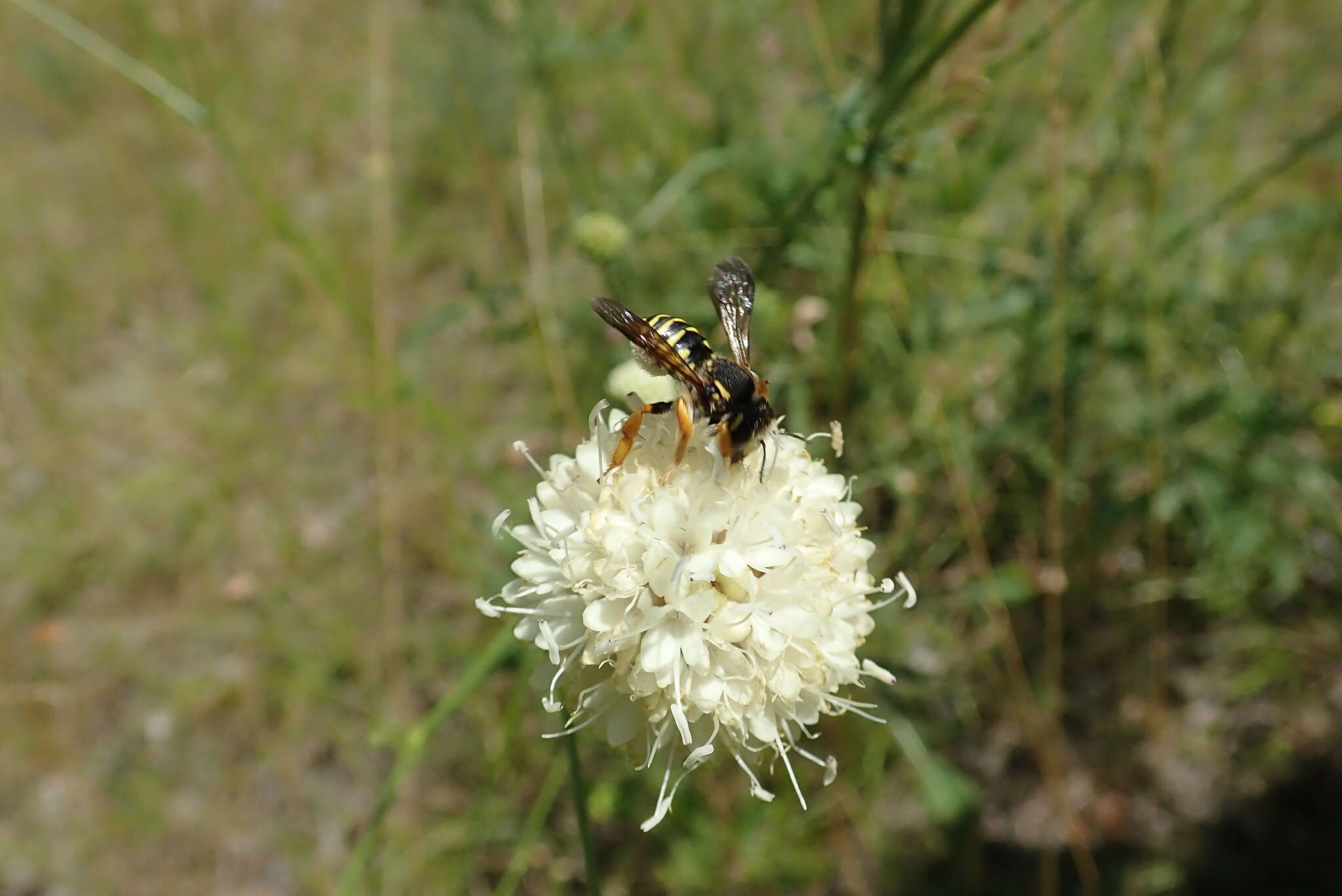 Image de Trachusa interrupta (Fabricius 1781)