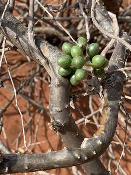 Image of Tinospora fragosa subsp. fragosa