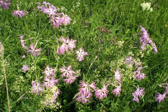 Image of fringed pink