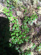 Gaultheria hispidula (L.) Muhl. ex Bigelow的圖片