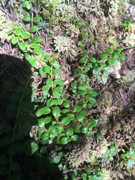 Image of creeping snowberry