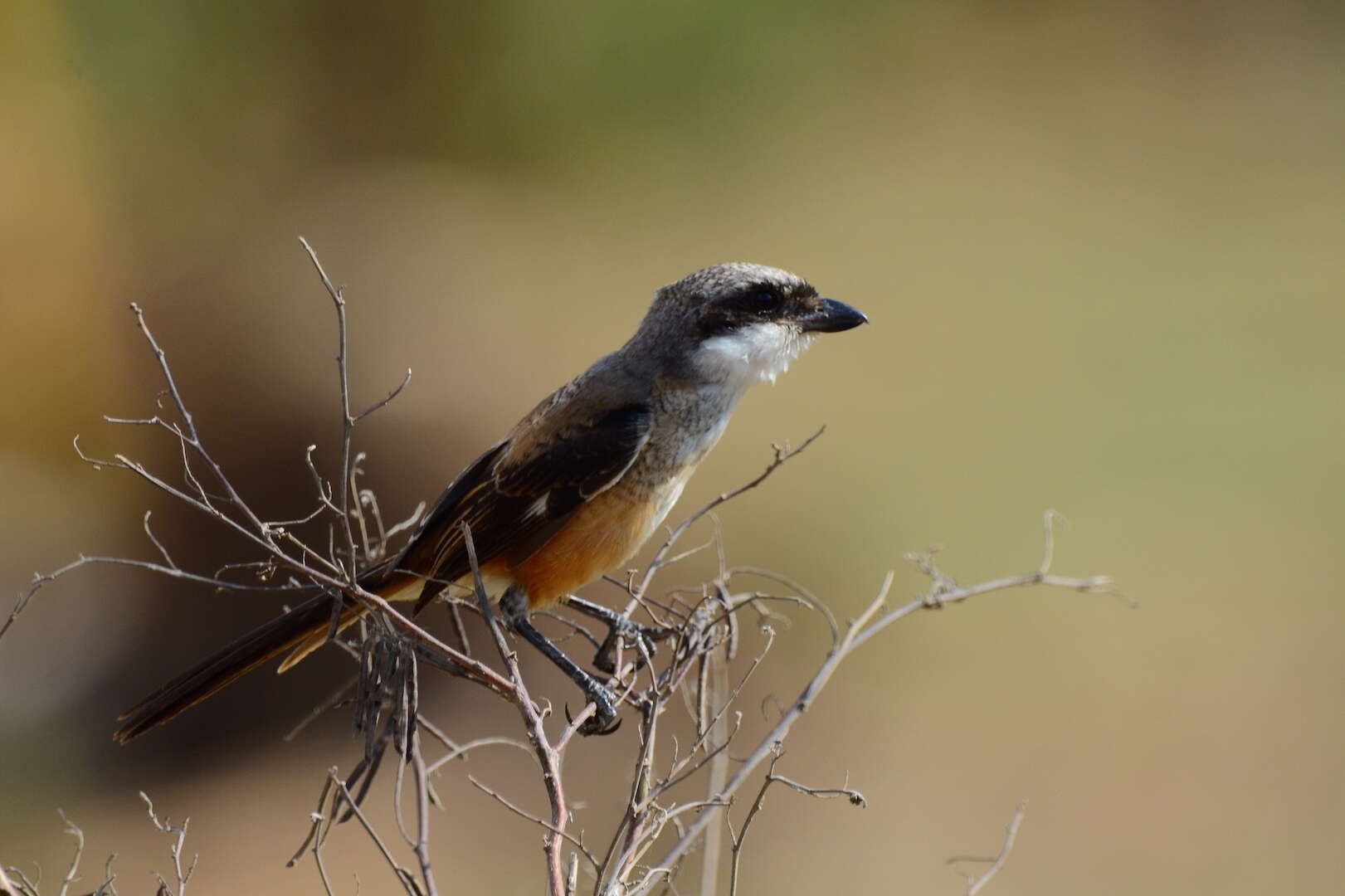 Rufous-backed Shrike (Lanius schach), 08-March-2008 09:18 A…