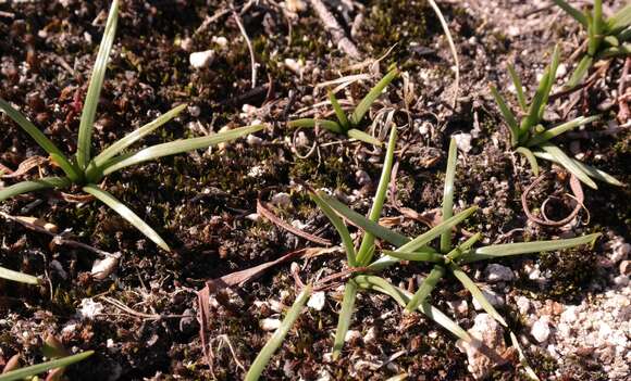 Image of Drimia convallarioides (L. fil.) J. C. Manning & Goldblatt