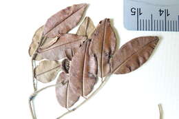 Image de Dalbergia delphinensis Bosser & R. Rabev.