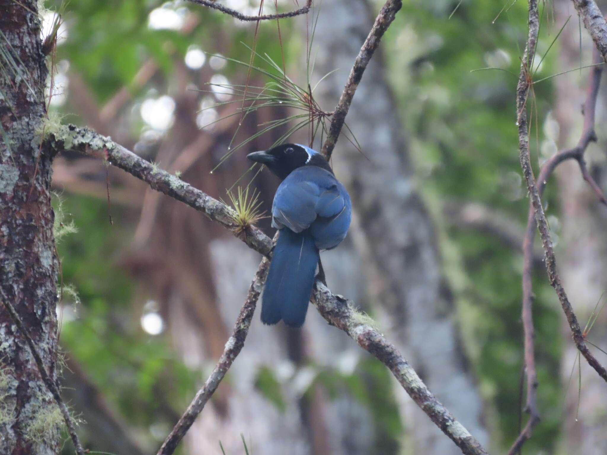 Plancia ëd Cyanolyca cucullata (Ridgway 1885)