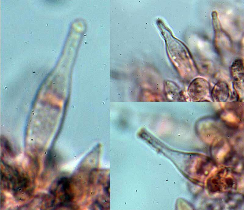 Слика од Cryptomarasmius minutus (Peck) T. S. Jenkinson & Desjardin 2014