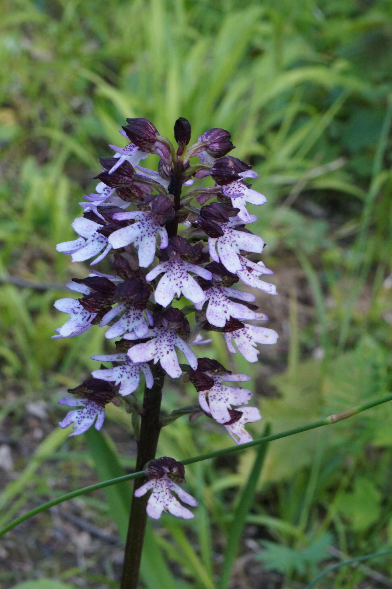 Image of Orchis purpurea subsp. purpurea