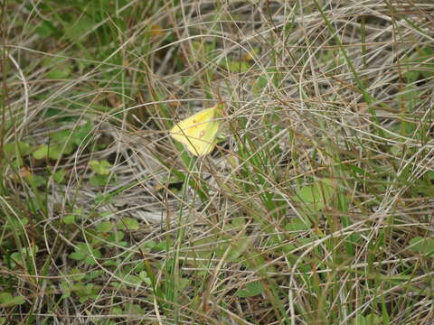 Image of <i>Colias <i>lesbia</i></i> lesbia