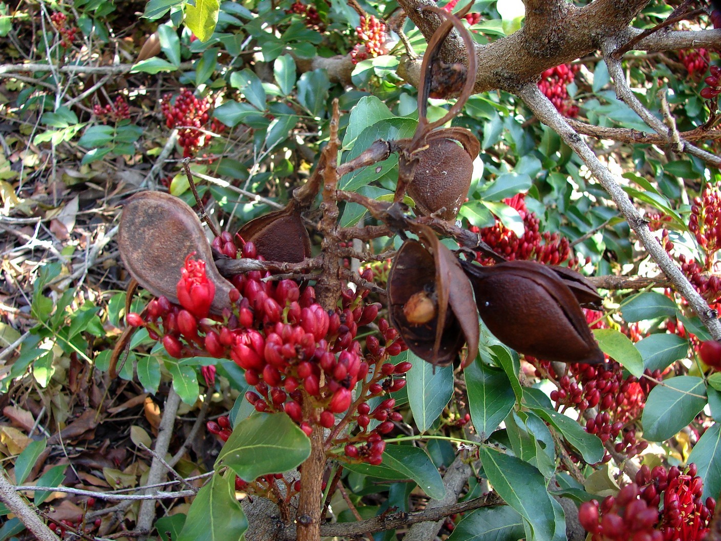 Schotia brachypetala (rights holder: Tatters )