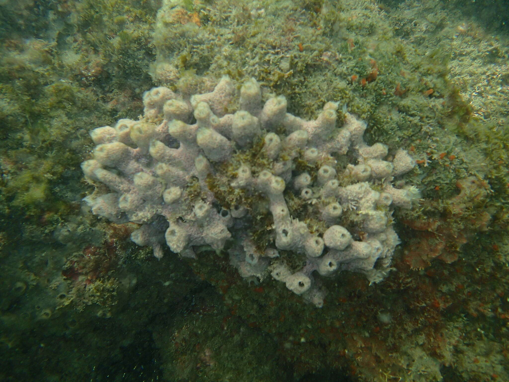 Image of Blue caribbean sponge