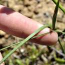 Image de Moraea vallisbelli (Goldblatt) Goldblatt