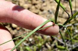 Image of Moraea vallisbelli (Goldblatt) Goldblatt