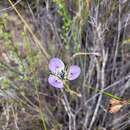 Image of Moraea caeca Barnard ex Goldblatt